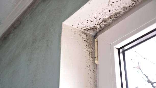 Mold Documentation for Insurance Claims